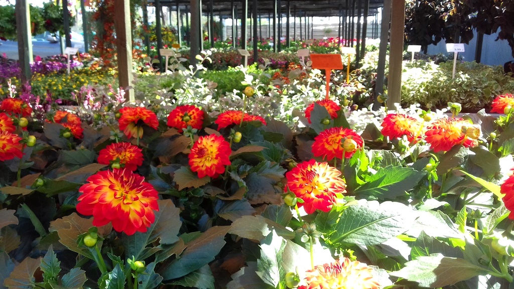 Plant (6).jpg